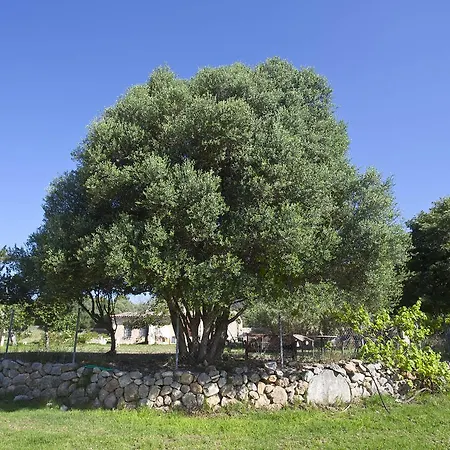 Dalt Murada Farm stay